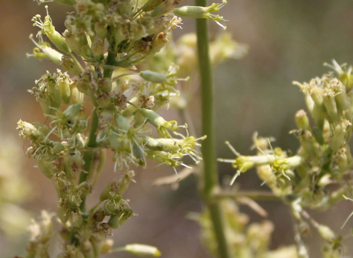 Silene otites / Silene otite